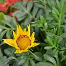 Gazania Rigens, Treasure Flower Seed 1000 PCS, Coastal Gazania Xunzhang Ju