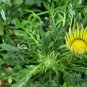 Gazania Rigens, Treasure Flower Seed 1000 PCS, Coastal Gazania Xunzhang Ju