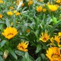 Gazania Rigens, Treasure Flower Seed 1000 PCS, Coastal Gazania Xunzhang Ju