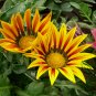 Gazania Rigens, Treasure Flower Seed 1000 PCS, Coastal Gazania Xunzhang Ju