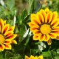 Gazania Rigens, Treasure Flower Seed 1000 PCS, Coastal Gazania Xunzhang Ju