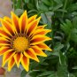 Gazania Rigens, Treasure Flower Seed 1000 PCS, Coastal Gazania Xunzhang Ju