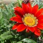 Gazania Rigens, Treasure Flower Seed 1000 PCS, Coastal Gazania Xunzhang Ju