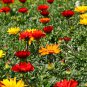 Gazania Rigens, Treasure Flower Seed 1000 PCS, Coastal Gazania Xunzhang Ju