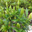 Gardenia Jasminoides, Cape Jessamine Seed 1000 PCS, Cape Jasmine Shan Zhi Zi