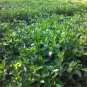 Gardenia Jasminoides, Cape Jessamine Seed 1000 PCS, Cape Jasmine Shan Zhi Zi