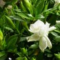 Gardenia Jasminoides, Cape Jessamine Seed 1000 PCS, Cape Jasmine Shan Zhi Zi