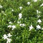 Gardenia Jasminoides, Cape Jessamine Seed 1000 PCS, Cape Jasmine Shan Zhi Zi