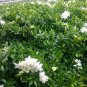 Gardenia Jasminoides, Cape Jessamine Seed 1000 PCS, Cape Jasmine Shan Zhi Zi