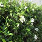 Gardenia Jasminoides, Cape Jessamine Seed 1000 PCS, Cape Jasmine Shan Zhi Zi