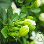 Gardenia Jasminoides, Cape Jessamine Seed 1000 PCS, Cape Jasmine Shan Zhi Zi