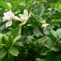 Gardenia Jasminoides, Cape Jessamine Seed 1000 PCS, Cape Jasmine Shan Zhi Zi