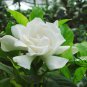 Gardenia Jasminoides, Cape Jessamine Seed 1000 PCS, Cape Jasmine Shan Zhi Zi