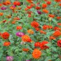 Garden Zinnias, Zinnia Elegans Seed 1000 PCS, Bai Ri Cao