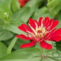 Garden Zinnias, Zinnia Elegans Seed 1000 PCS, Bai Ri Cao