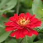 Garden Zinnias, Zinnia Elegans Seed 1000 PCS, Bai Ri Cao