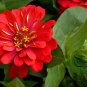 Garden Zinnias, Zinnia Elegans Seed 1000 PCS, Bai Ri Cao