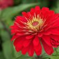 Garden Zinnias, Zinnia Elegans Seed 1000 PCS, Bai Ri Cao