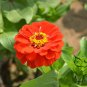Garden Zinnias, Zinnia Elegans Seed 1000 PCS, Bai Ri Cao