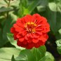 Garden Zinnias, Zinnia Elegans Seed 1000 PCS, Bai Ri Cao