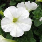 Garden Petunia, Petunia Hybrida Seed 1000 PCS, Ai Qian Niu