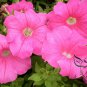 Garden Petunia, Petunia Hybrida Seed 1000 PCS, Ai Qian Niu