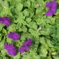 Garden Petunia, Petunia Hybrida Seed 1000 PCS, Ai Qian Niu