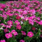 Garden Petunia, Petunia Hybrida Seed 1000 PCS, Ai Qian Niu