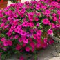Garden Petunia, Petunia Hybrida Seed 1000 PCS, Ai Qian Niu
