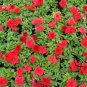 Garden Petunia, Petunia Hybrida Seed 1000 PCS, Ai Qian Niu
