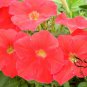 Garden Petunia, Petunia Hybrida Seed 1000 PCS, Ai Qian Niu