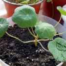 Garden Nasturtium, Tropaeolum Majus Seed 200 PCS, Monks Cress Han Jinlian