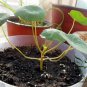 Garden Nasturtium, Tropaeolum Majus Seed 200 PCS, Monks Cress Han Jinlian