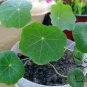 Garden Nasturtium, Tropaeolum Majus Seed 200 PCS, Monks Cress Han Jinlian