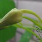 Garden Nasturtium, Tropaeolum Majus Seed 200 PCS, Monks Cress Han Jinlian