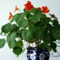Garden Nasturtium, Tropaeolum Majus Seed 200 PCS, Monks Cress Han Jinlian
