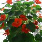Garden Nasturtium, Tropaeolum Majus Seed 200 PCS, Monks Cress Han Jinlian