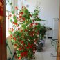 Garden Nasturtium, Tropaeolum Majus Seed 200 PCS, Monks Cress Han Jinlian