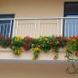Garden Nasturtium, Tropaeolum Majus Seed 200 PCS, Monks Cress Han Jinlian