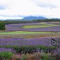 Garden Lavender, Lavandula Angustifolia Seed 2000 PCS, Common Lavender Xunyicao