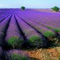 Garden Lavender, Lavandula Angustifolia Seed 2000 PCS, Common Lavender Xunyicao