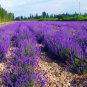 Garden Lavender, Lavandula Angustifolia Seed 2000 PCS, Common Lavender Xunyicao