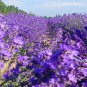 Garden Lavender, Lavandula Angustifolia Seed 2000 PCS, Common Lavender Xunyicao