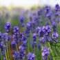 Garden Lavender, Lavandula Angustifolia Seed 2000 PCS, Common Lavender Xunyicao