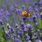 Garden Lavender, Lavandula Angustifolia Seed 2000 PCS, Common Lavender Xunyicao