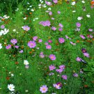 Garden Cosmos, Cosmos Bipinnatus Seed 1000 PCS, Mexican Aster Bosiju