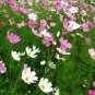 Garden Cosmos, Cosmos Bipinnatus Seed 1000 PCS, Mexican Aster Bosiju