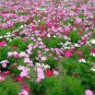Garden Cosmos, Cosmos Bipinnatus Seed 1000 PCS, Mexican Aster Bosiju