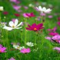 Garden Cosmos, Cosmos Bipinnatus Seed 1000 PCS, Mexican Aster Bosiju
