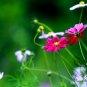 Garden Cosmos, Cosmos Bipinnatus Seed 1000 PCS, Mexican Aster Bosiju
